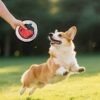 Veggie Pet Toys